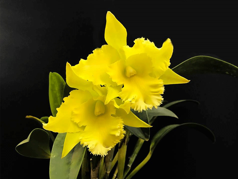 Taller teòric i pràctic sobre el cultiu d’orquídies